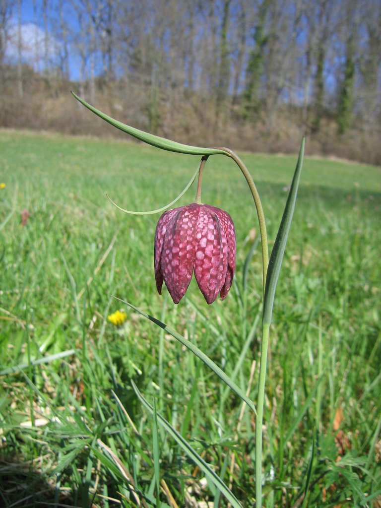 Fritillaria meleagris